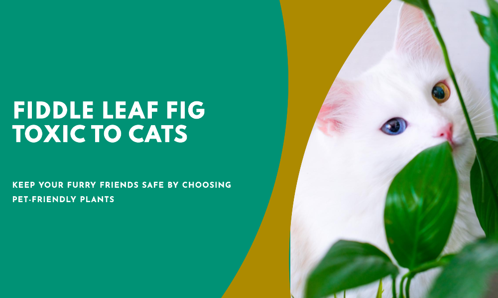 fiddle leaf fig toxic to cats