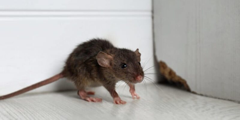 Rodent Infestations: Signs, Risks, And How Professional Pest Control ...